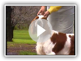 Welsh Springer Spaniel - AKC Dog Breed Series